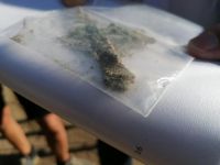 Spitalsfriedhof SALK Impressionen 9 (c) maic.jpg